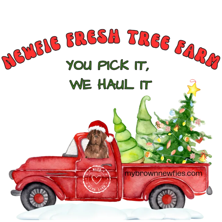 2023 Newfoundland Dog Christmas Tree Haul