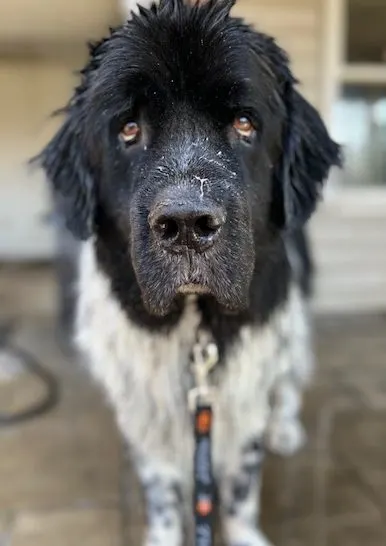 White and black Newfoundland dog getting a bath at home
