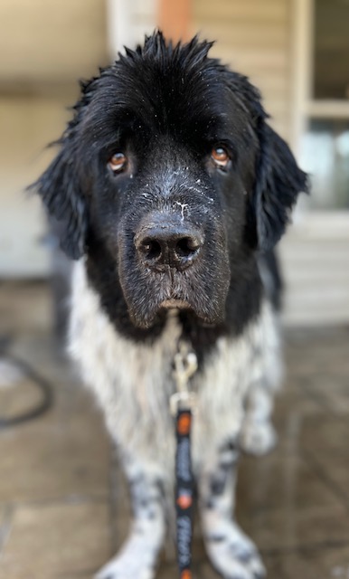 Newfoundland dog getting a bath at home