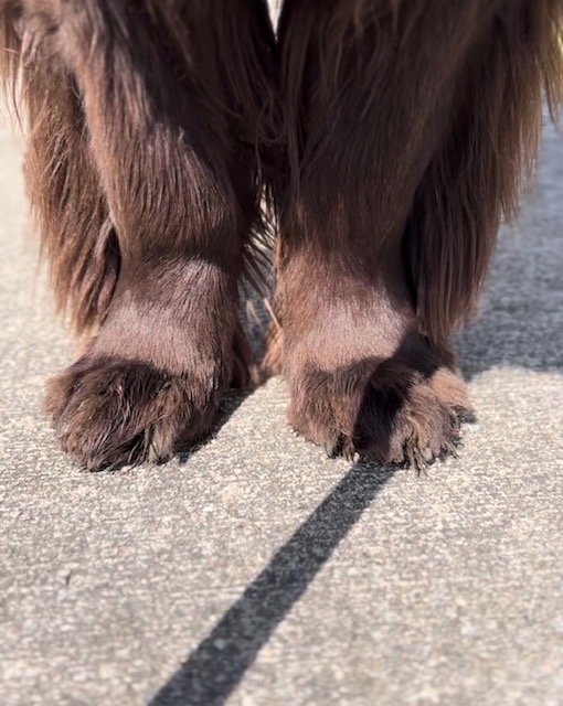 Toe-tally Fascinating Facts About Newfoundland Dog Paws