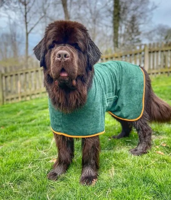brown Newfoundland dog wearing green XL drying coat
