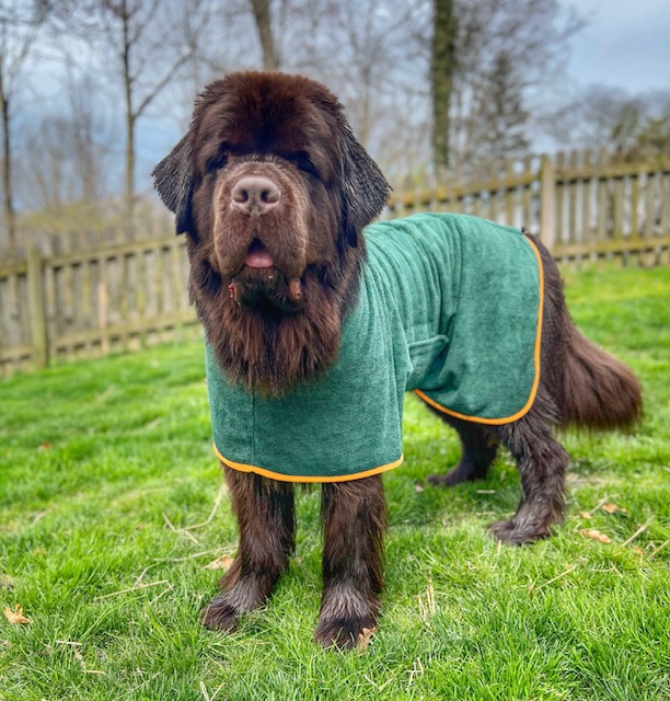 brown Newfoundland dog wearing green XL drying coat