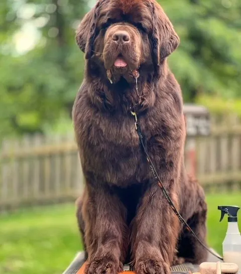 Helpful Tips When Brushing Your Double Coated Dog