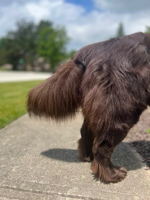 detangling spray for Newfoundland dog