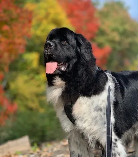 Life with Newfoundlands in the fall