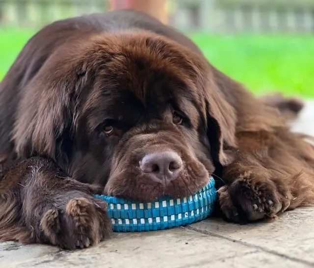 what age do Newfoundland dogs calm down