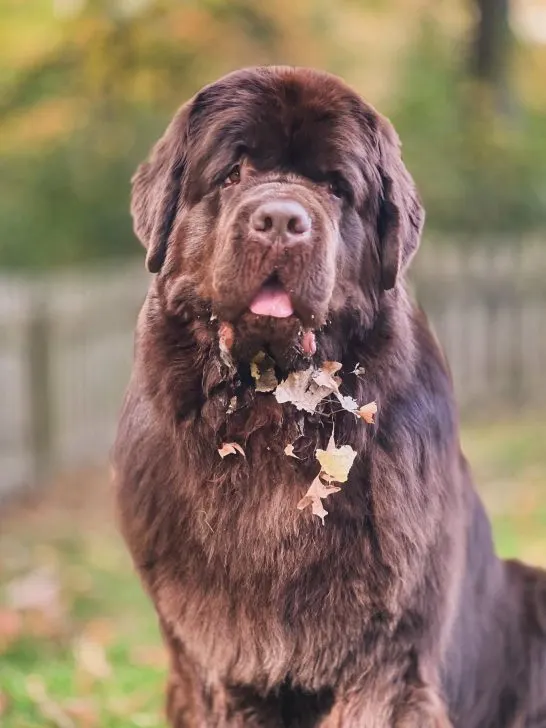 brown Newfoundland dog covered in leaves