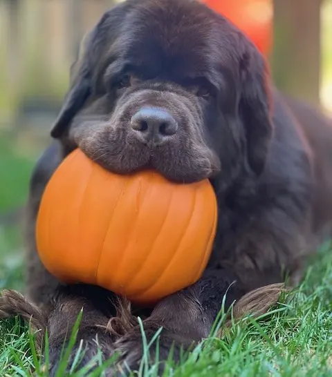 Newfoundland dog holding a pumpkin