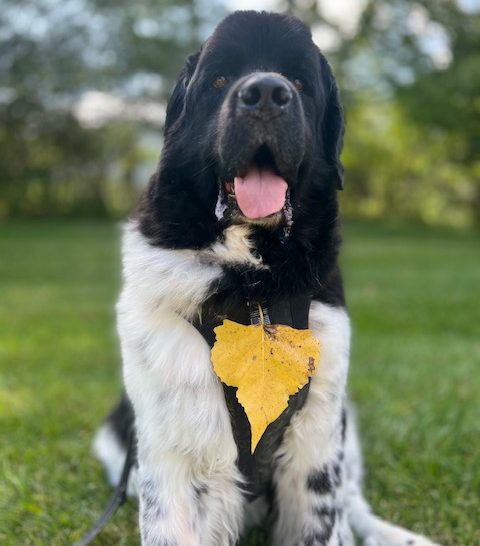 Landseer Newfoundland with a leaf stuck to his hair