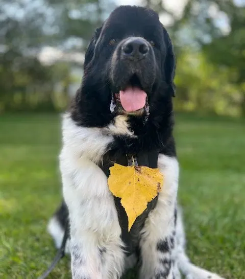 Landseer Newfoundland with a leaf stuck to his hair