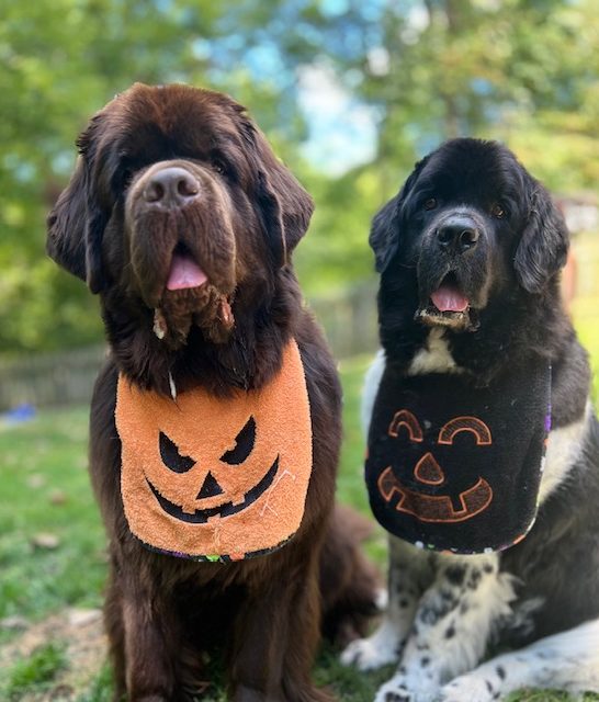 2 Newfoundland dogs sitting next to each other.