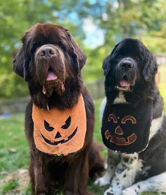 2 Newfoundland dogs sitting next to each other.