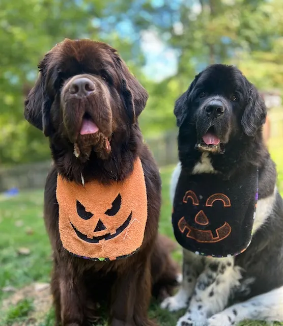 2 Newfoundland dogs sitting next to each other.