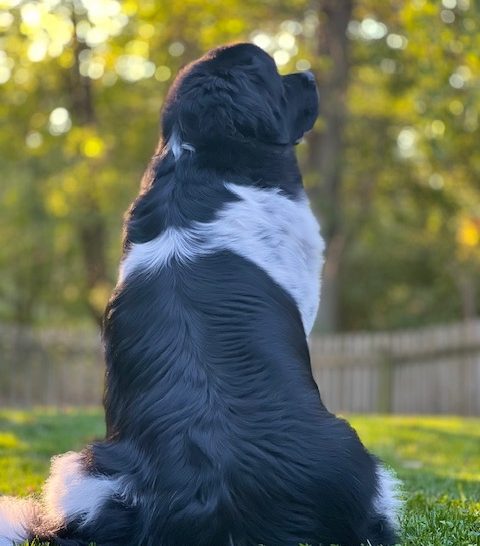 Newfoundland dog sitting in the grass