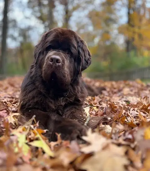 Newfoundland dog laying in a piles of leaves