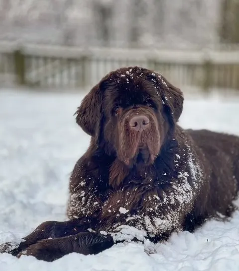 Newfoundland winter grooming behind ears
