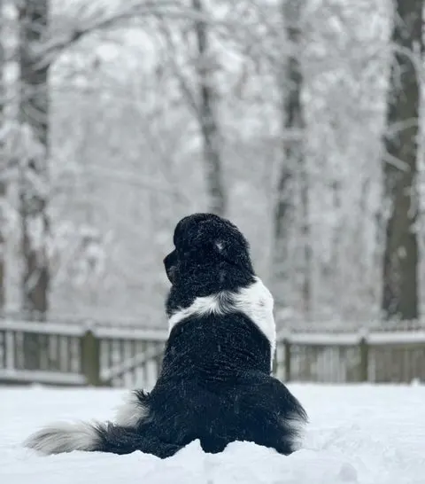 winter problems for Newfoundlands