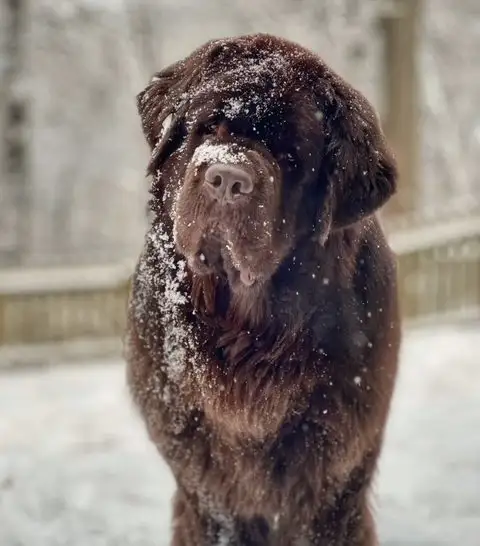 winter grooming routine for Newfoundlands