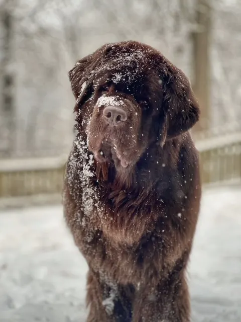 winter grooming routine for Newfoundlands