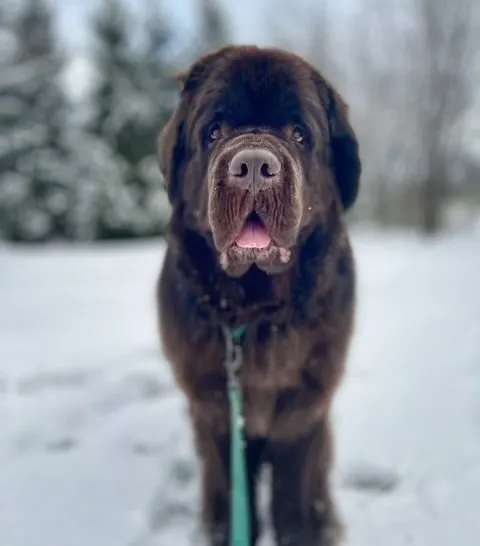 Newfoundland coat winter care