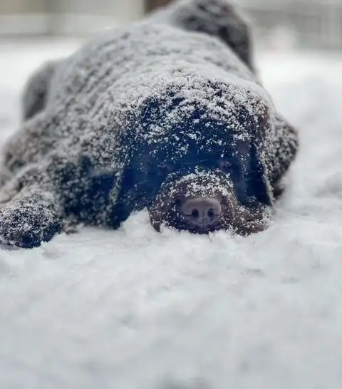 wet dog smell winter