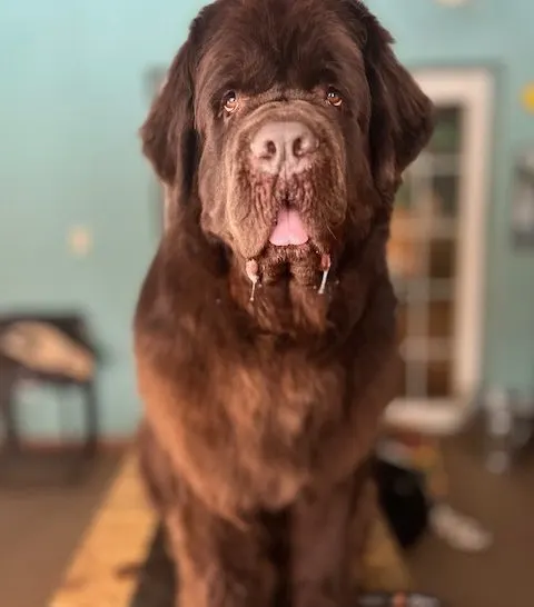 winter odor in Newfoundlands