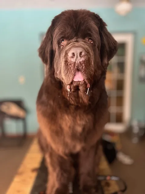 winter odor in Newfoundlands