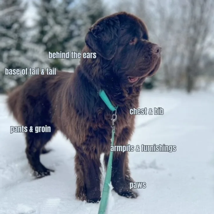 winter grooming routine for Newfoundlands